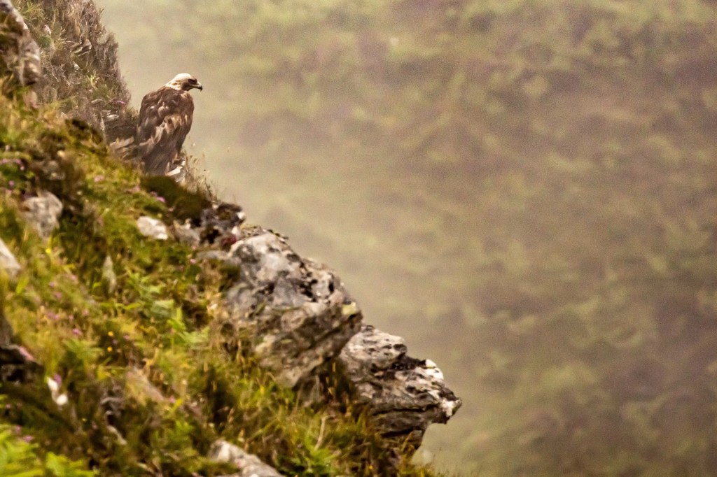 Golden eagle perched on a rocky cliffside on Mull, overlooking a misty landscape.