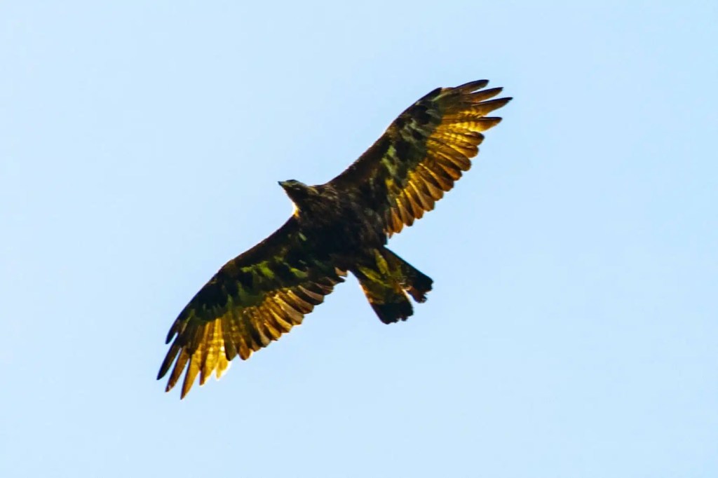 Golden eagle in flight on Mull. Majestic bird soaring against a clear blue sky.