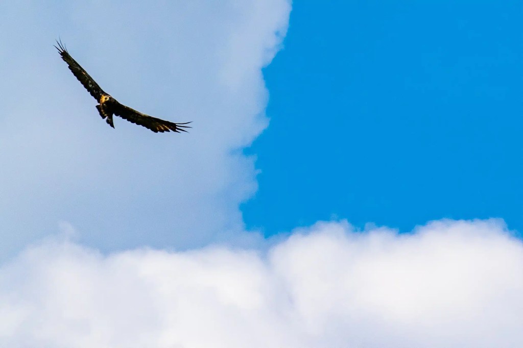 Golden eagle soars against a backdrop of blue sky and white clouds on the Isle of Mull.