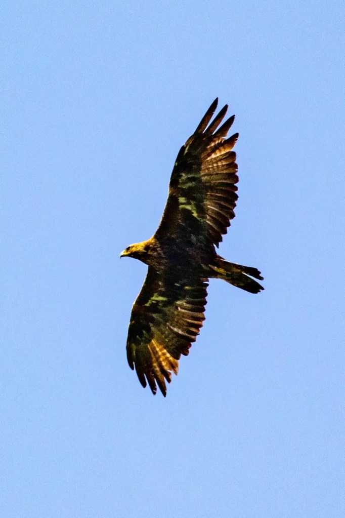 Golden eagle soaring against a clear blue sky on the Isle of Mull.