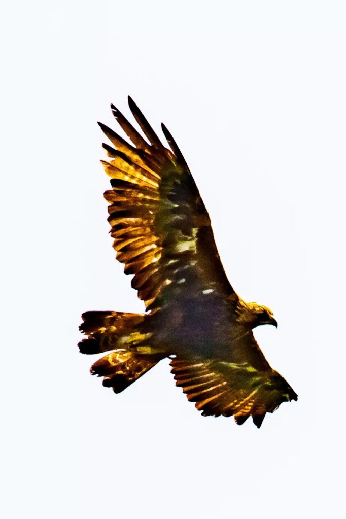 Golden eagle in flight, wings spread against a white sky on the Isle of Mull.