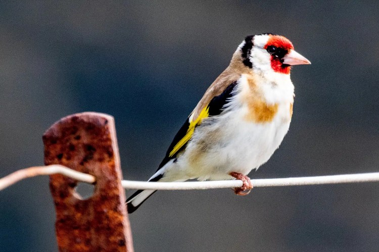 Goldfinch perched on a wire, showcasing Wildlife on Mull.