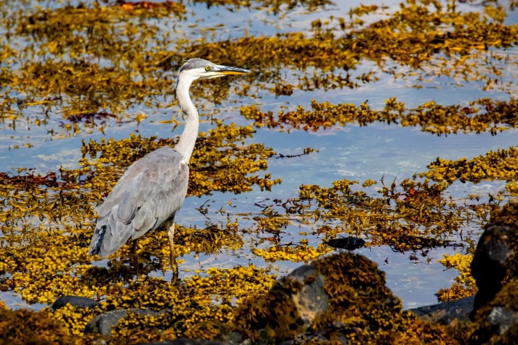 Grey heron wading through seaweed on the Isle of Mull. Wildlife on Mull is abundant.