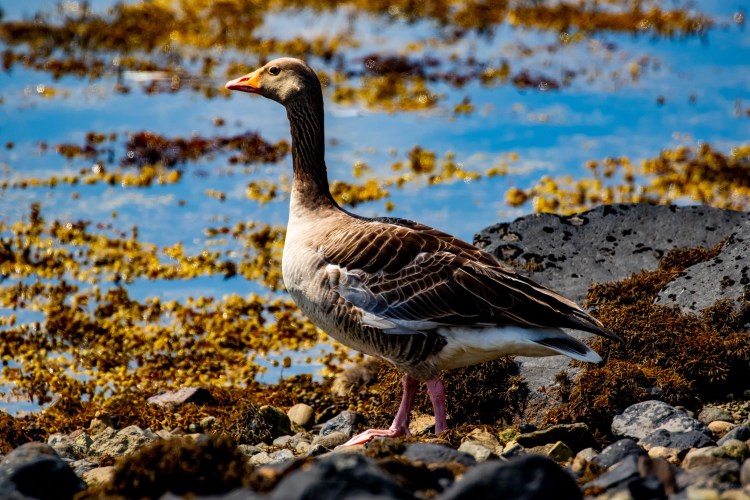 Greylag goose on Mull, standing on rocky shore with seaweed and water in background. Wildlife on Mull.