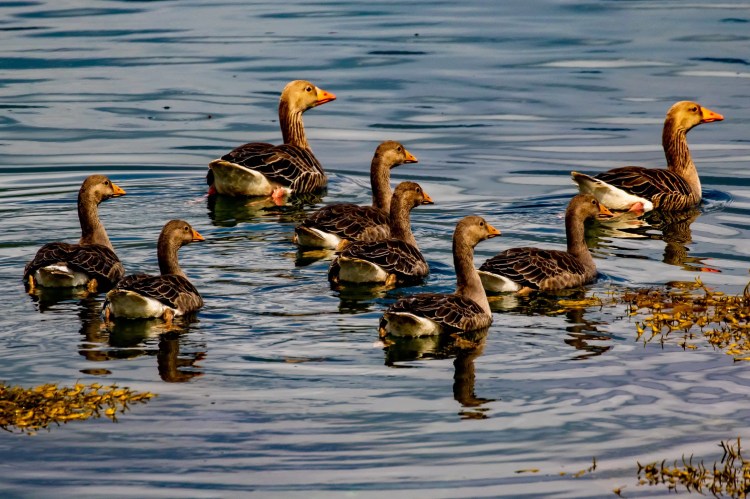 Greylag geese swimming in the waters of Mull. Wildlife on Mull includes these beautiful birds.