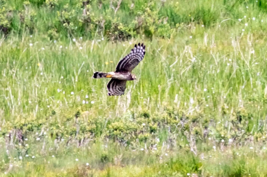 Hen harrier in flight over a grassy field. Wildlife on Mull includes birds of prey.