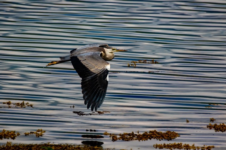 Grey heron in flight over water, Wildlife on Mull.