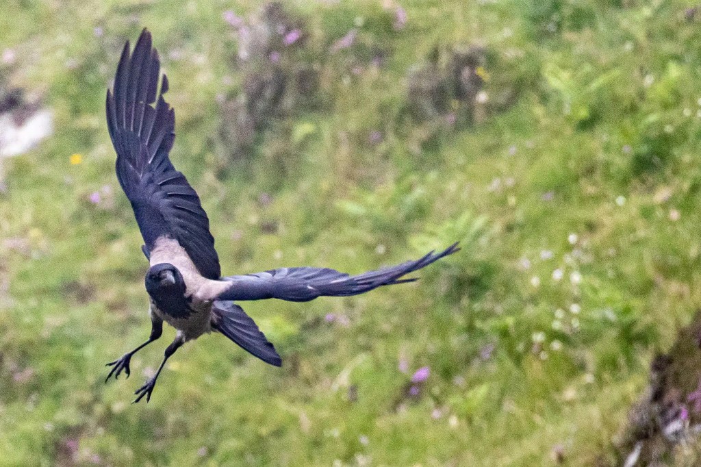 Hooded crow in flight against a background of green and purple foliage on the Isle of Mull.