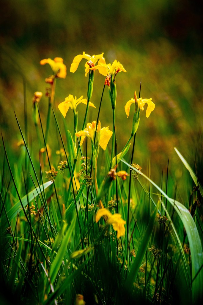 Yellow iris flowers amidst lush green grass, showcasing the wildlife on Mull.