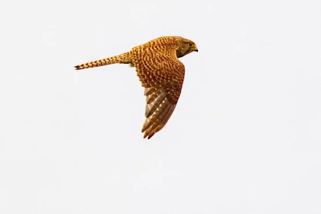 Kestrel in flight, wings spread against a bright sky.
