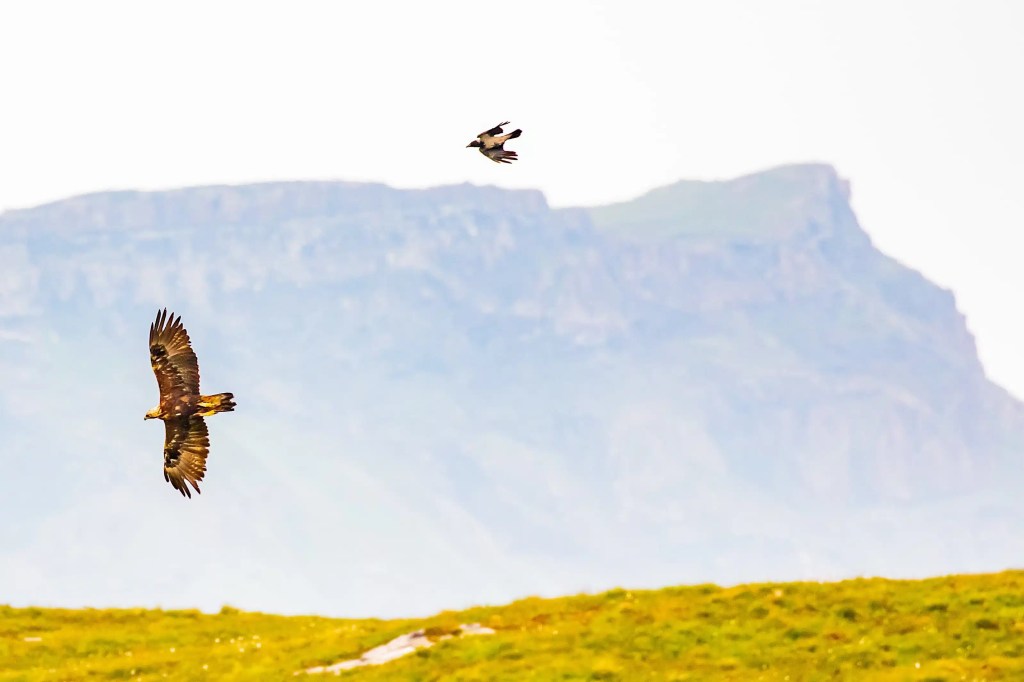 Golden eagle soars over Mull, Scotland, pursued by a smaller bird.