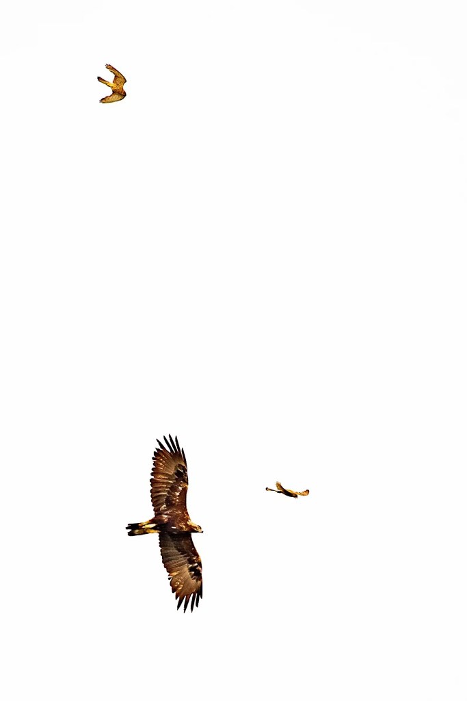 Golden eagle soaring in a clear sky on Mull, with two smaller birds nearby.