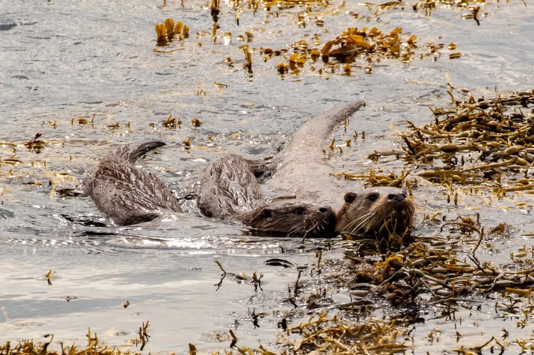Otters swimming in seaweed on Mull, Scotland. Wildlife on Mull includes these playful creatures.