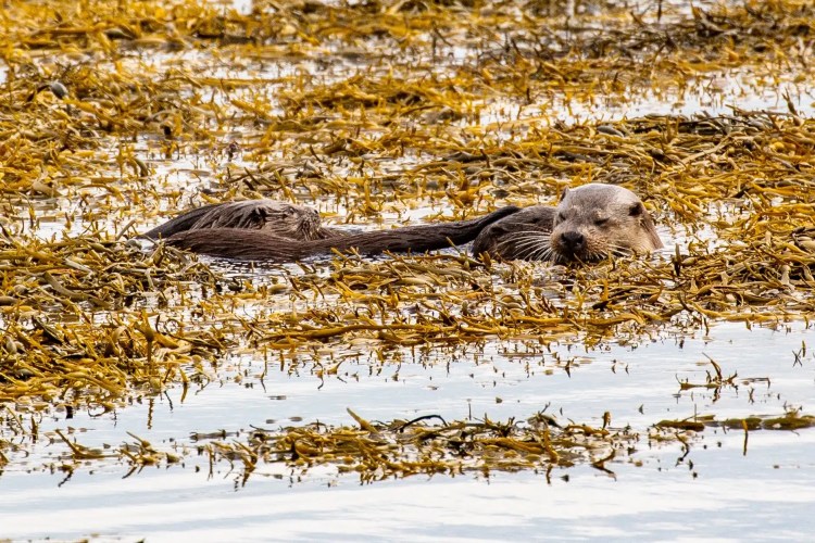 Otter swimming among seaweed in the waters of Mull, part of the island's diverse wildlife.