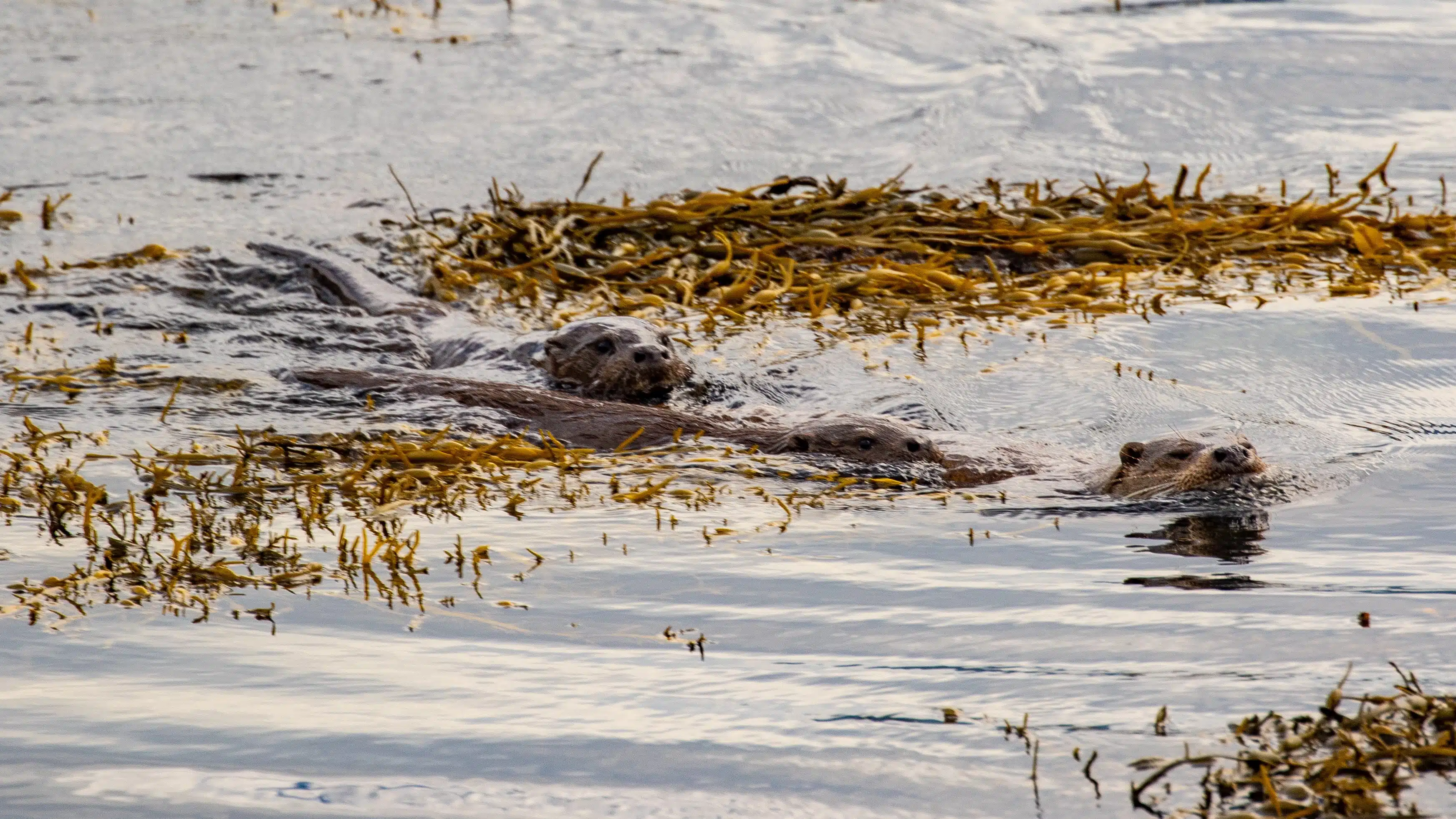 Otter family swimming in the sea near seaweed on Mull. Wildlife on Mull.