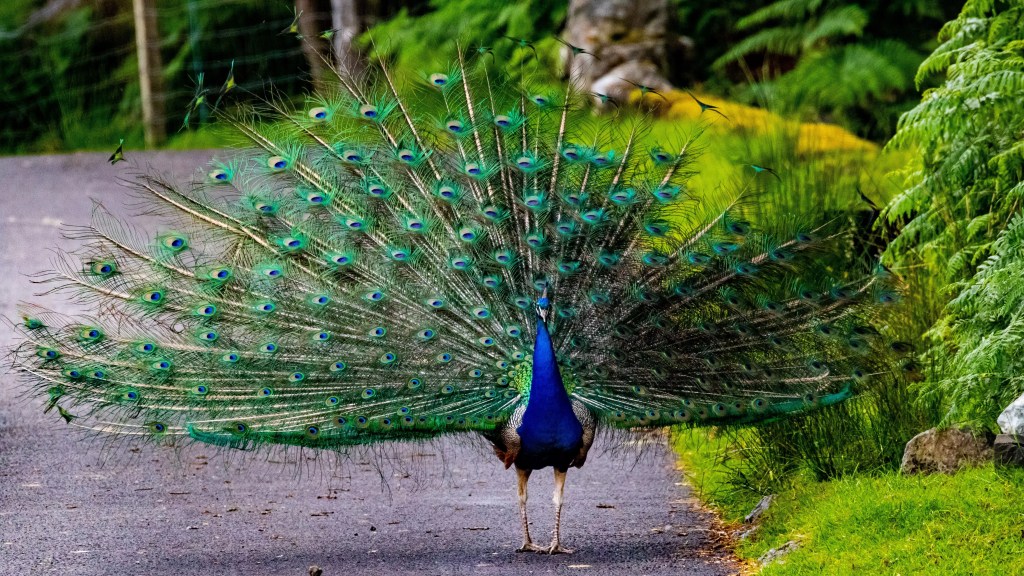 Peacock displaying its vibrant plumage on Mull, showcasing the island's diverse wildlife.