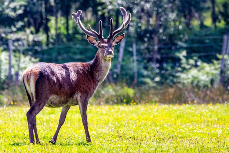 Red deer stag in a meadow on Mull. Focus on Wildlife on Mull.