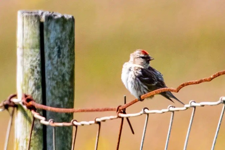 Redpoll perched on a rusty wire fence. Wildlife on Mull includes many bird species.
