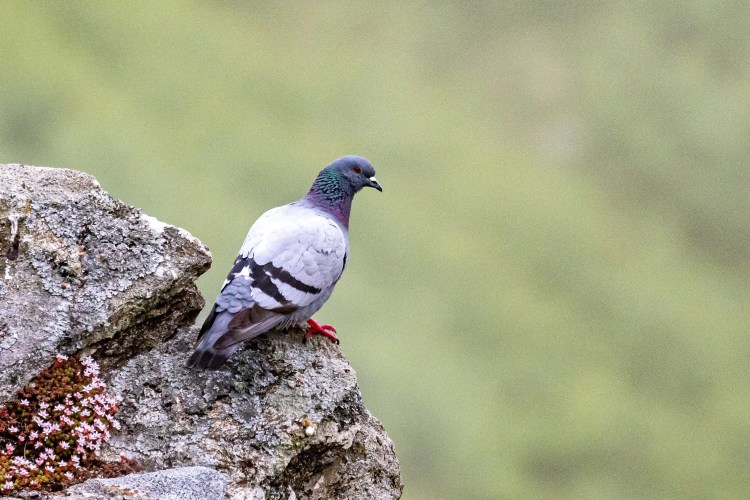 Pigeon perched on a lichen-covered rock, with a blurred green background.