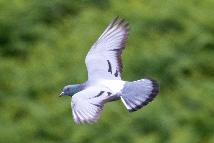 Pigeon in flight against a green background.