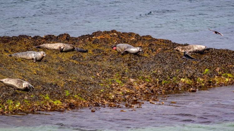 Seals basking on a seaweed-covered rock off the coast of Mull, a glimpse of the island's wildlife.