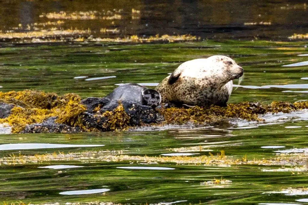 Two seals rest on rocks covered in seaweed in Tobermory, Mull. Whale watching tours often spot seals.