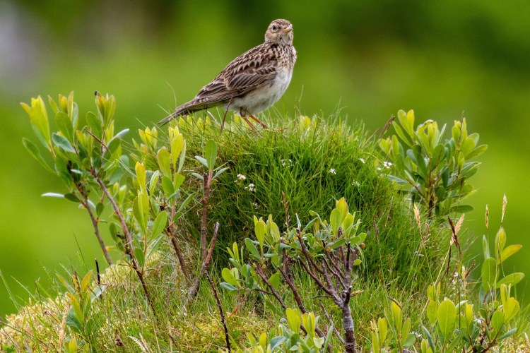 Skylark perched on a grassy mound on Mull. Wildlife on Mull.