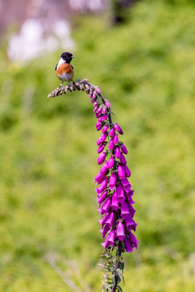 Stonechat perched on a vibrant purple foxglove flower. Wildlife on Mull.