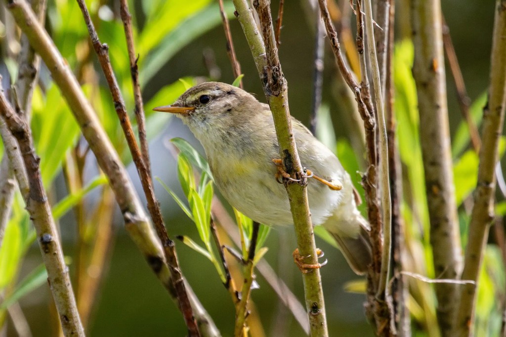 Willow warbler perched among branches, part of the diverse wildlife on Mull.