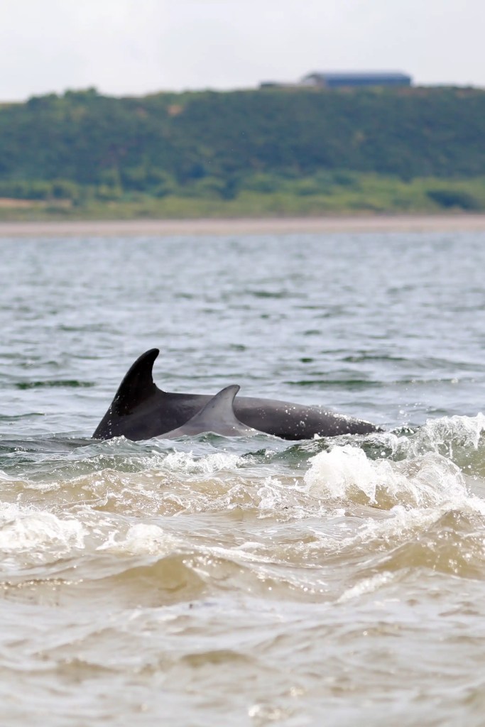 Bottlenose dolphins swimming at Chanonry Point with coastal landscape in the background.