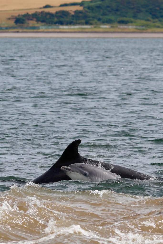 Bottlenose dolphin mother and calf swimming at Chanonry Point, Scotland.