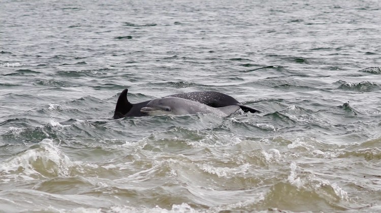 Bottlenose dolphin surfaces in the water at Chanonry Point.
