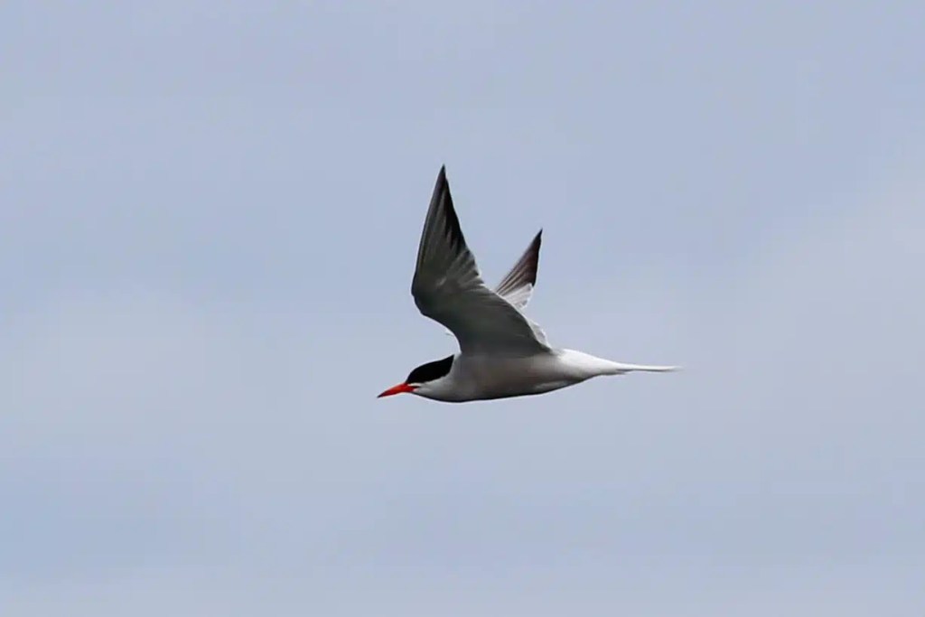 Common Tern in flight, showing its bright orange beak against a blue sky.