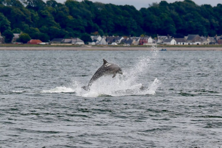 Bottlenose dolphin leaping from the water at Chanonry Point, with a coastal village in the background.