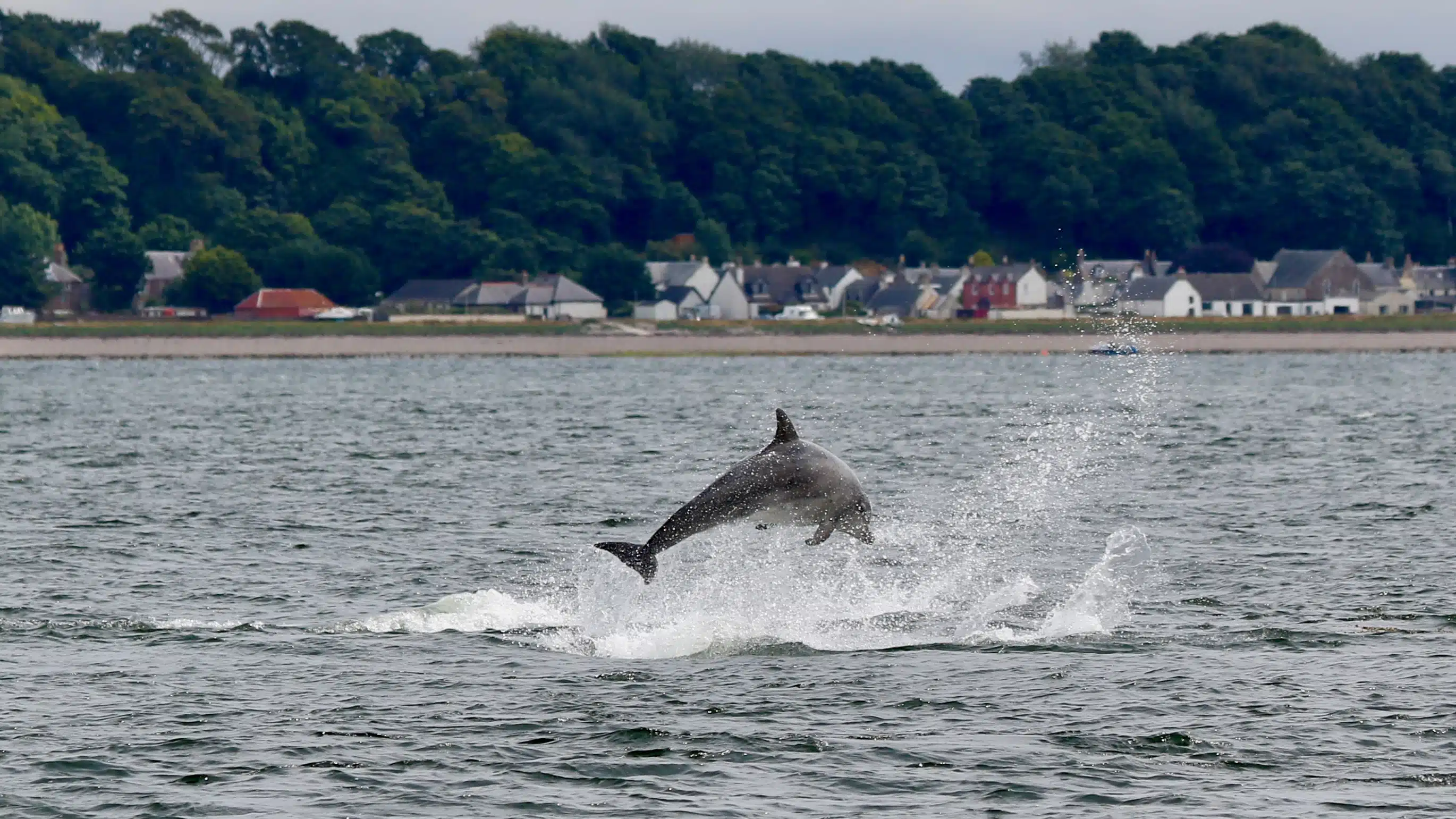 Bottlenose dolphin leaping from the water at Chanonry Point, with houses and trees in the background.
