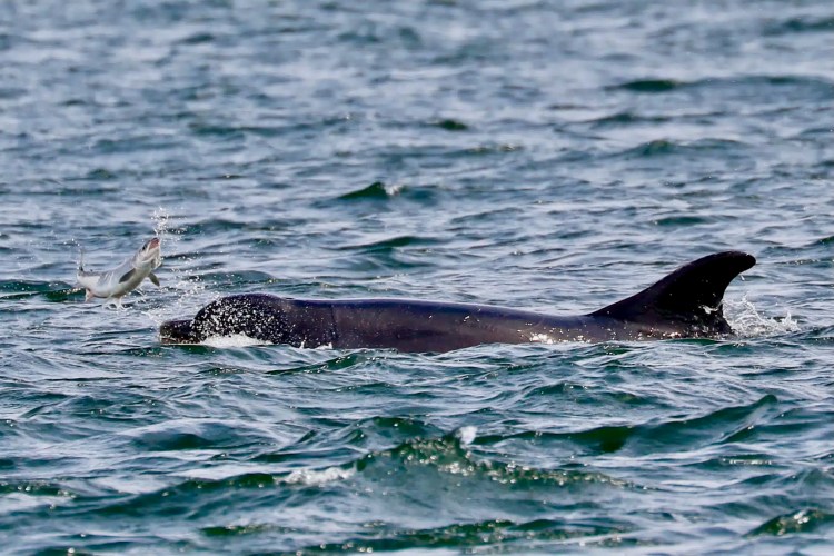 Bottlenose dolphin catching a fish at Chanonry Point.