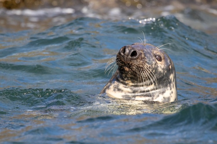 Grey seal swimming in the ocean near Bass Rock. Boat trip wildlife sighting.