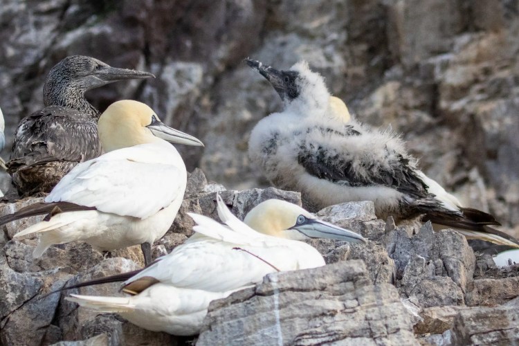 Gannets and a gannet chick on Bass Rock, Scotland. Boat trip to Bass Rock.