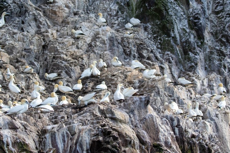 Gannets nesting on Bass Rock cliffs