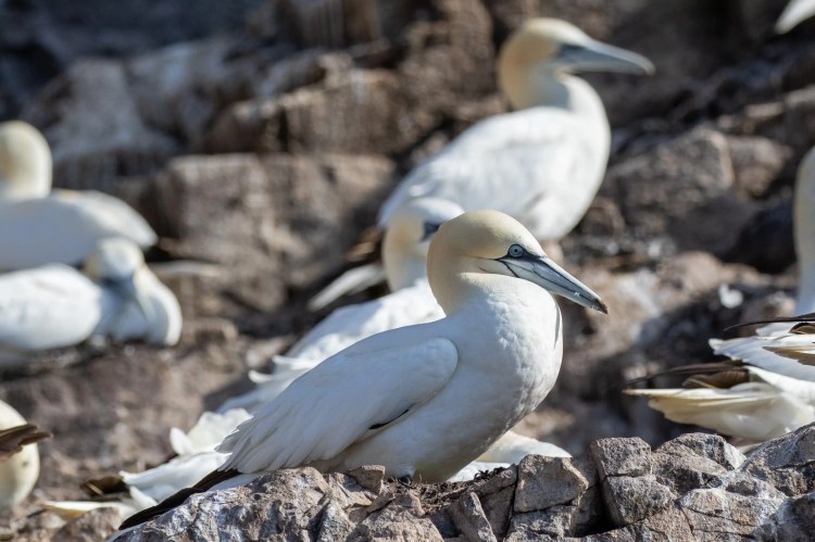 Gannets on Bass Rock. Seabirds with white feathers and yellow heads perched on rocks.