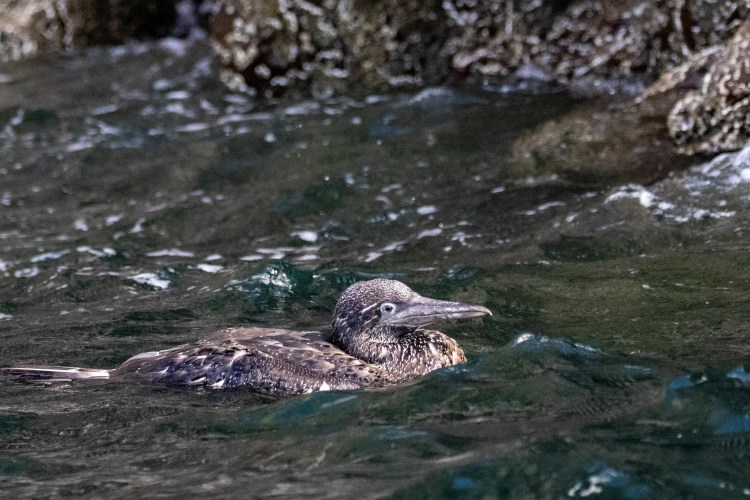 Young gannet swimming in the water near Bass Rock during a boat trip.