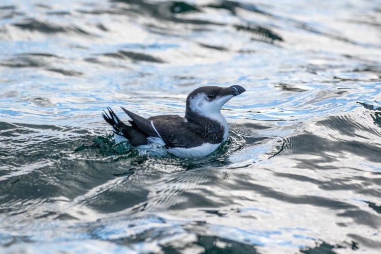 Razorbill swimming in the water during a boat trip to Bass Rock.