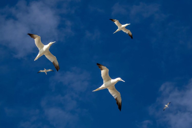 Gannets soaring in a blue sky near Bass Rock.