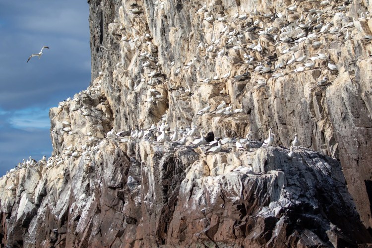 Bass Rock seabird colony clinging to cliff face, Scotland.