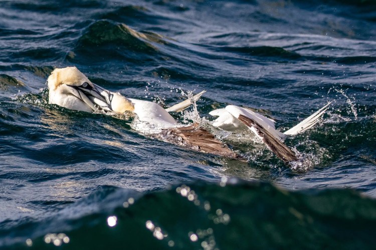 Gannet diving for fish off Bass Rock. Boat trip to Bass Rock.