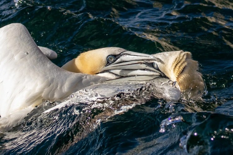 Gannets fighting in the water near Bass Rock.