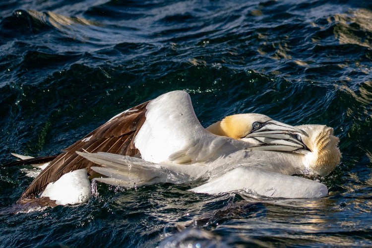 Gannets mating in the water near Bass Rock.