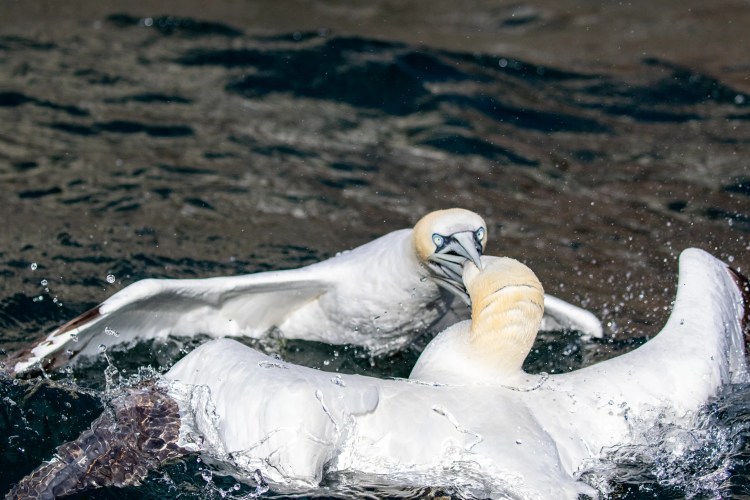 Gannets fighting on the water during a boat trip to Bass Rock.
