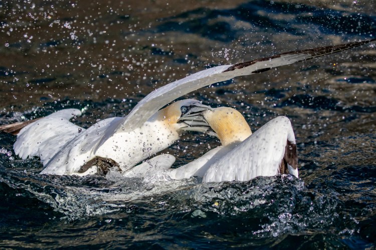Gannets fighting in the water near Bass Rock.
