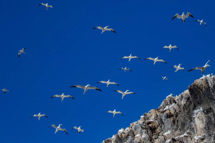Gannets soar around Bass Rock. Boat trip adventure.